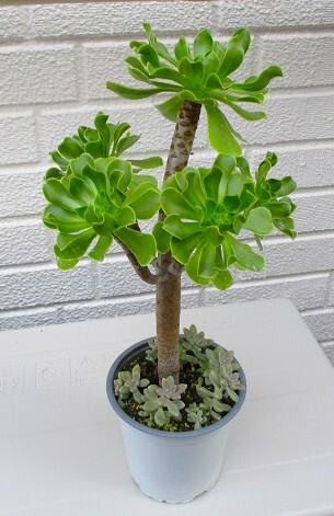 多肉植物_アエオニウム「サンシモンカナリエンス」 即決拍卖