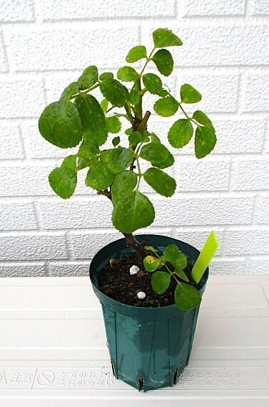 ピンクのつるバラ(3年苗)“即決”拍卖