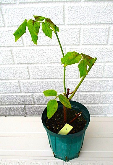 香りのバラ(3年苗)“即決”_拍卖