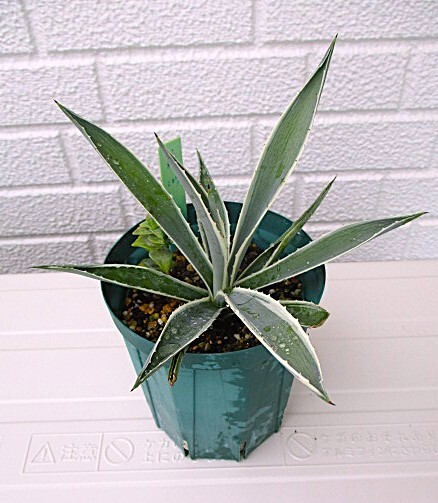 アガベ白閃光(スリット鉢植え) 即決_拍卖