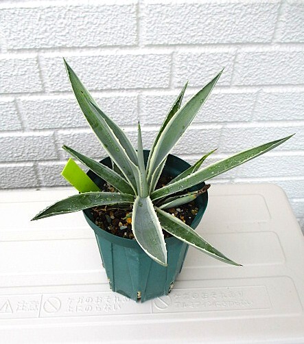 アガベ白閃光(スリット鉢植え) 即決拍卖