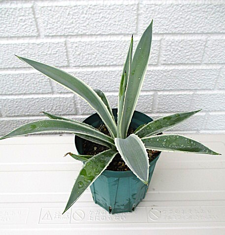 アガベ白閃光_(スリット鉢植え)即決拍卖