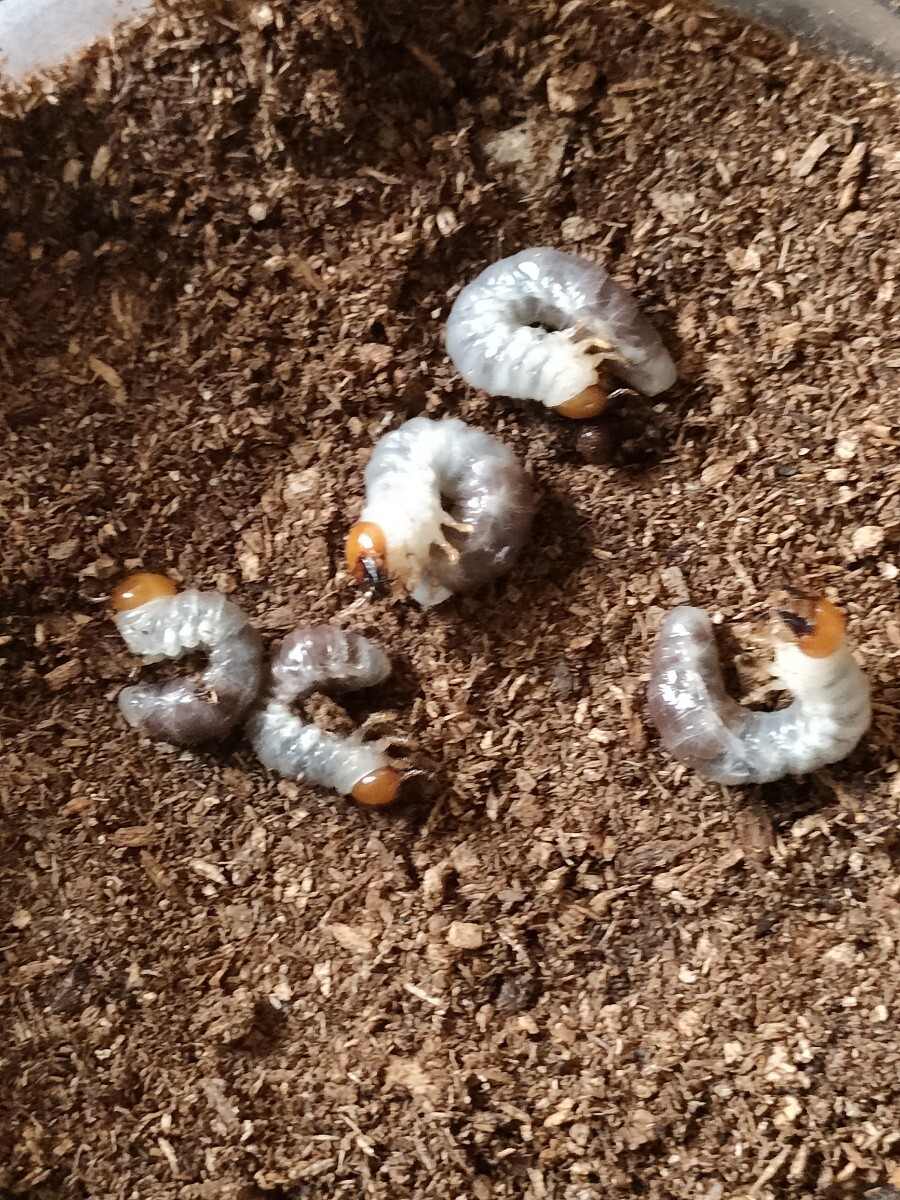 ▲△〈大型〉本土ノコギリクワガタ幼虫10匹 親♂62.5㎜ ①♀32.4㎜ ②32.0㎜② 各5匹 八王子市産▲△拍卖