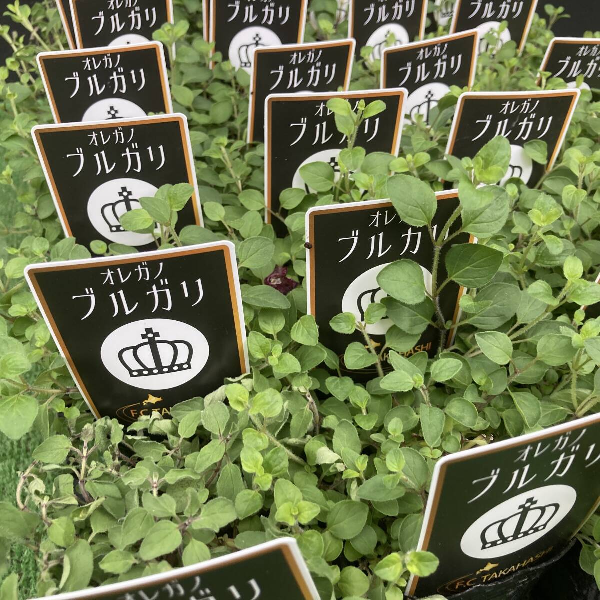 ★季節のガーデニング 数量6 オレガノ ブルガリ 4ポット拍卖