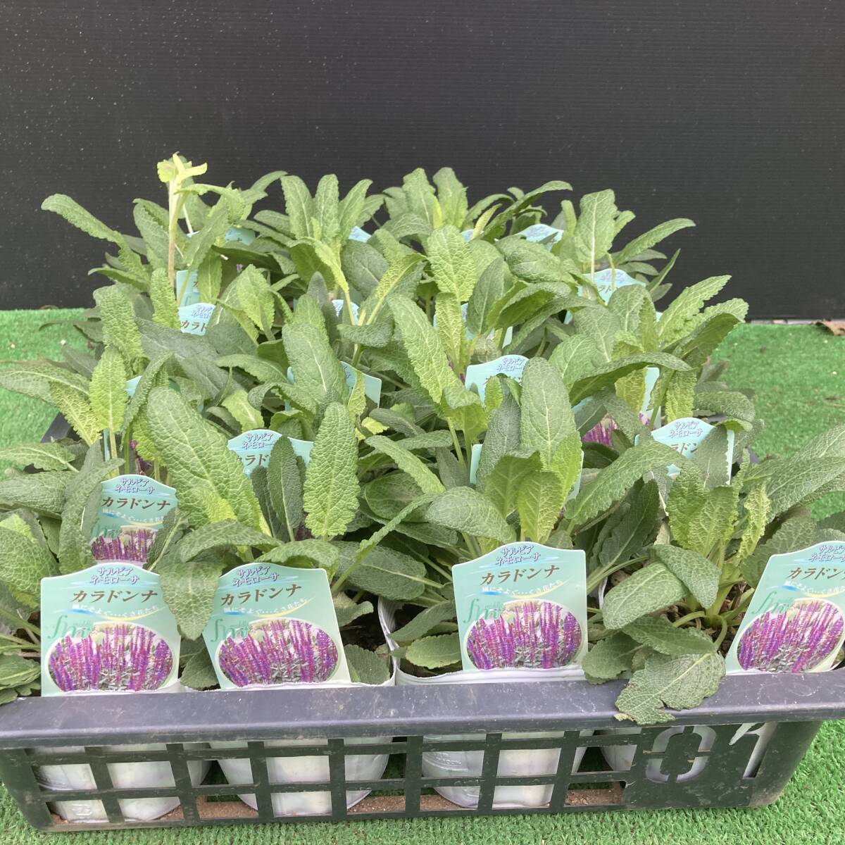 ★季節のガーデニング 数量6 耐寒性宿根 サルビア ネモローサ カラドンナ 4ポット拍卖