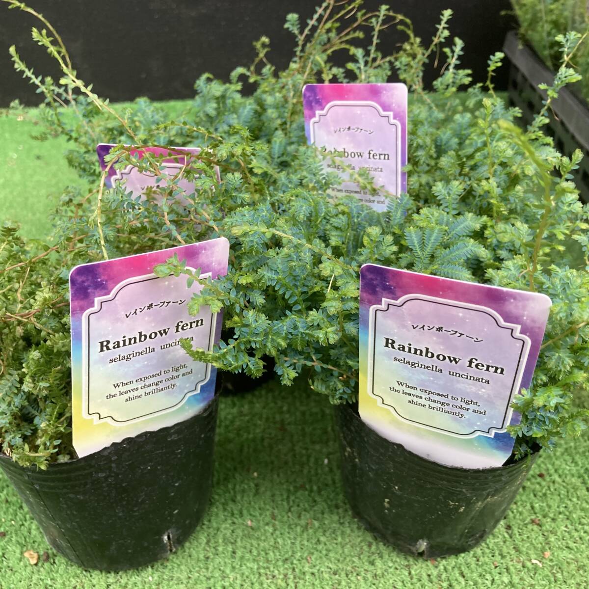 ★季節のガーデニング 数量3 セネギネラ レインボーファン 4ポット拍卖