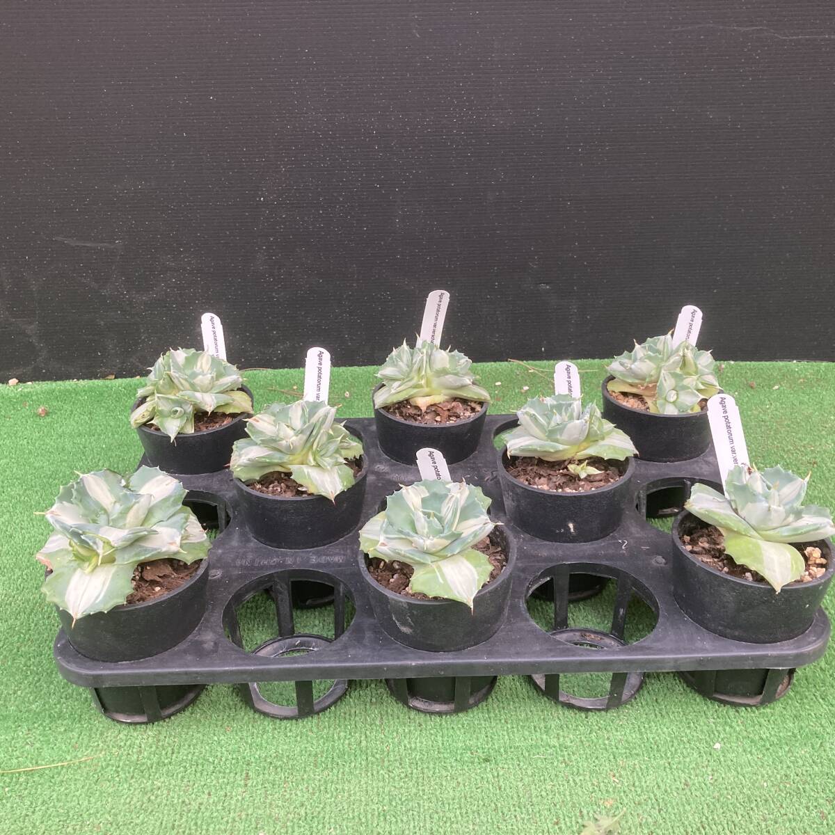 ★アガベ 王妃雷神 白中斑 3.5号 8鉢セット拍卖
