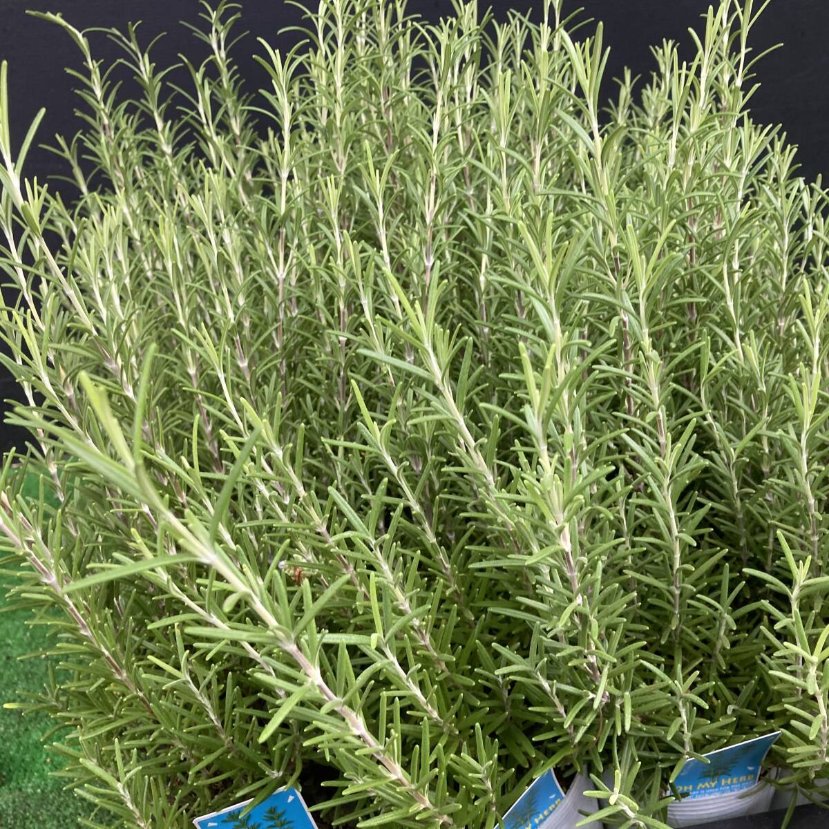 ★季節のガーデニング 数量3 ローズマリー 立性 4ポット拍卖