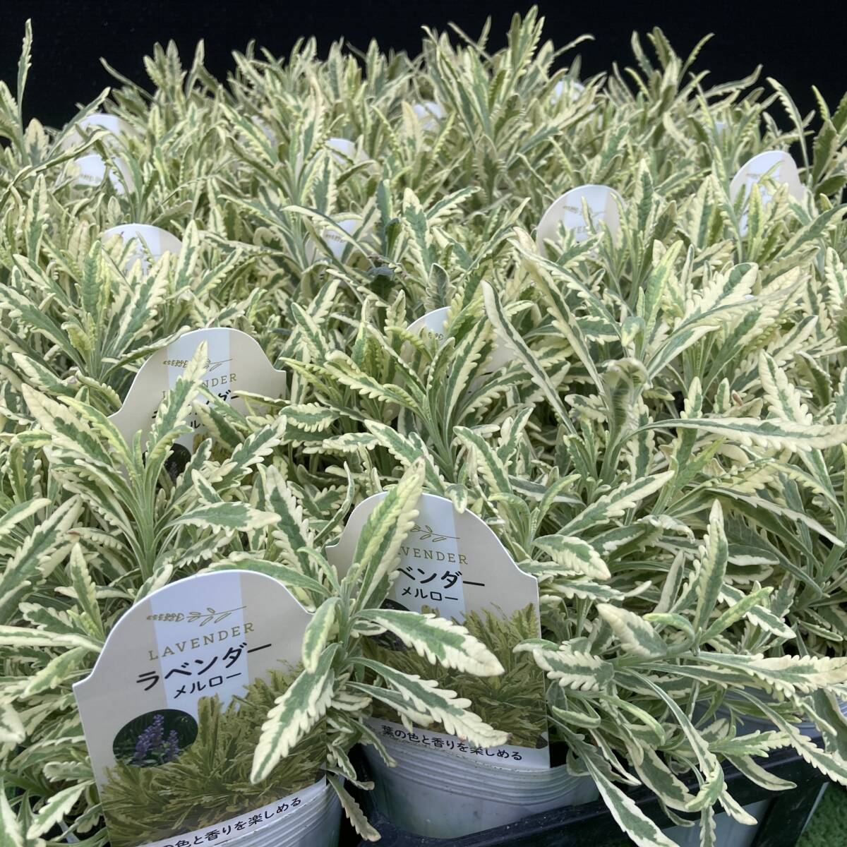 ★美しいラベンダー 数量3 暑さ寒さ湿気に強い 斑入りらベンダー メルロー 4ポット拍卖
