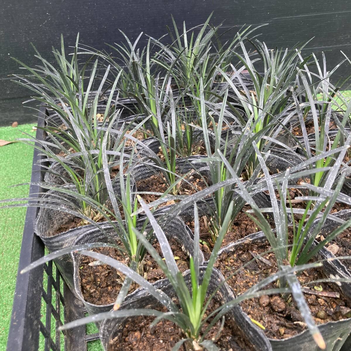 ★季節のガーデニング 数量3 コクリュウ 黒竜 4ポット拍卖