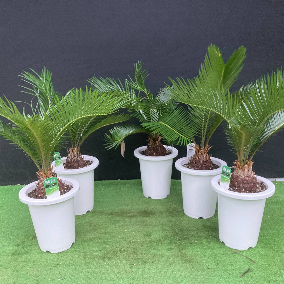 ★蘇鉄 ソテツ  h60cm 6号5鉢セット拍卖