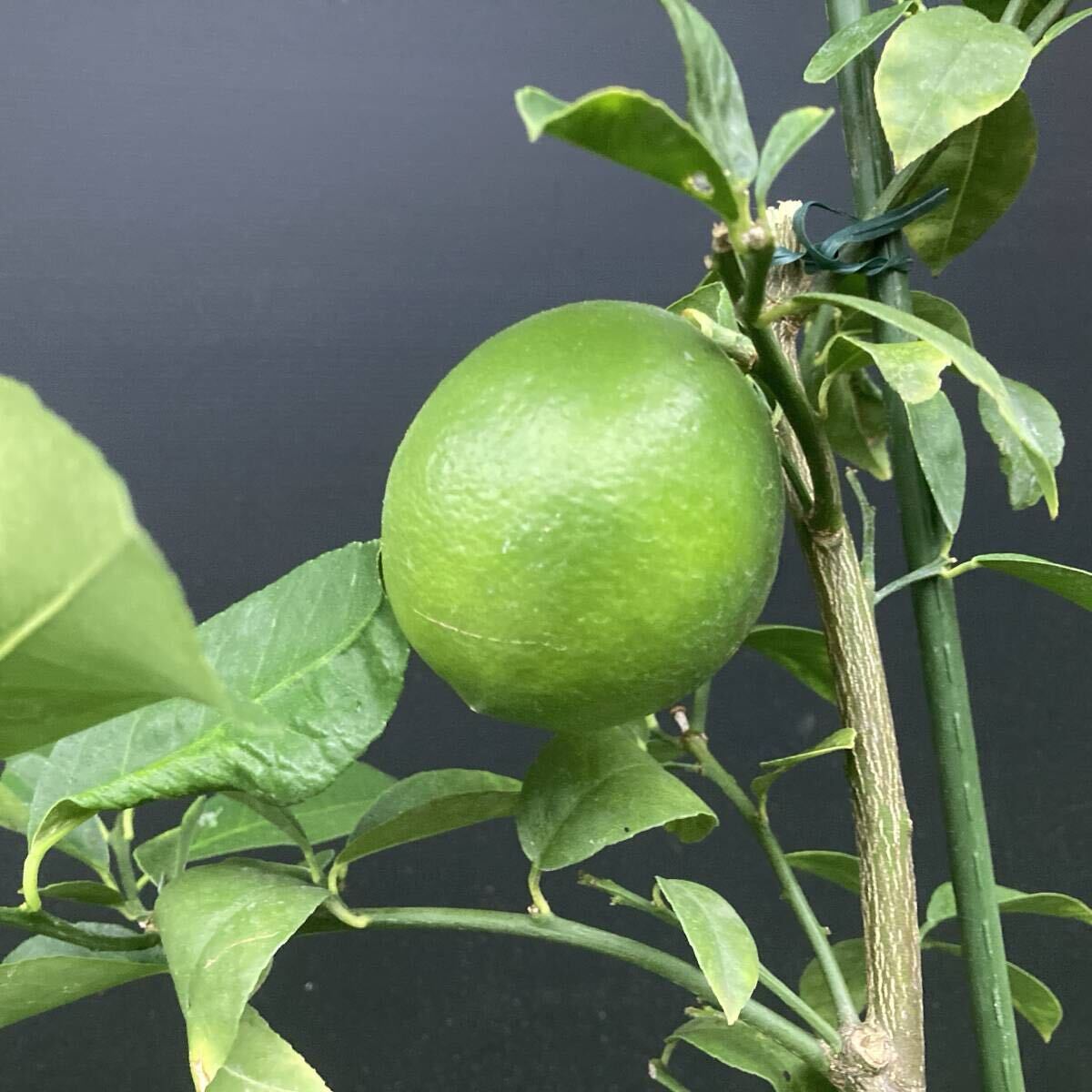 ★爽やかな柑橘系 実付ライム 7号 h70cm拍卖
