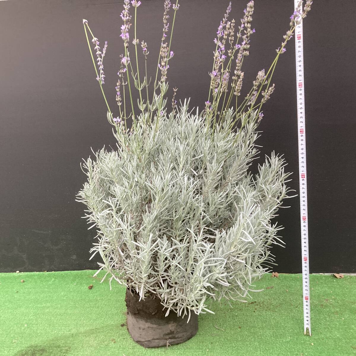★暑さに負けず、寒さにも強い!ラベンダー グロッソ 今年も大きく育ちました h70cm 8号相当拍卖