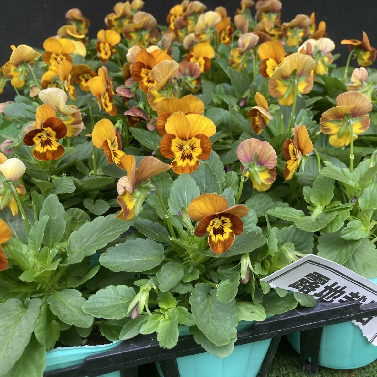 ★丈夫な露地栽培 数量6 タイガースカラー ハニービー 4ポット拍卖