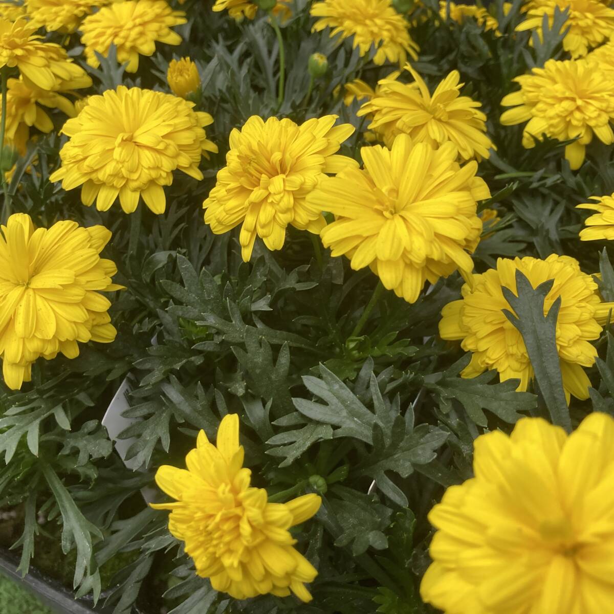 ★季節のガーデニング 数量6 ユリオプスデージー ビーデル 4ポット拍卖