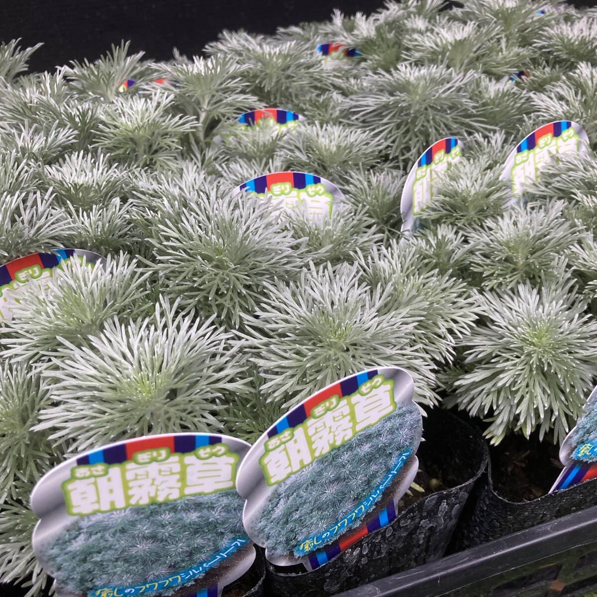 ★季節のガーデニング 数量6 美しいシルバー 朝霧草 4ポット拍卖