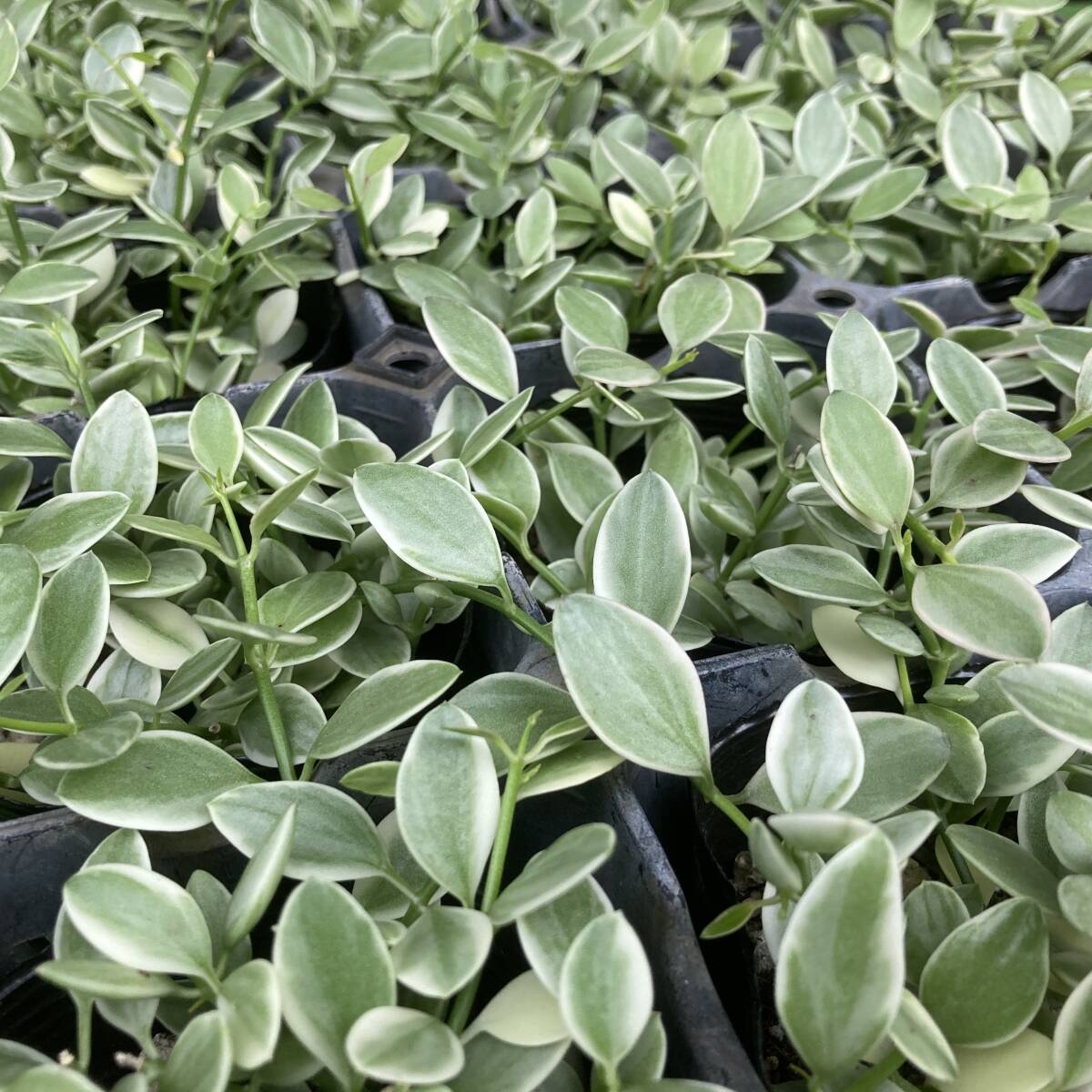 ★季節のガーデニング 数量6 ディスキディア エメラルド 4ポット拍卖