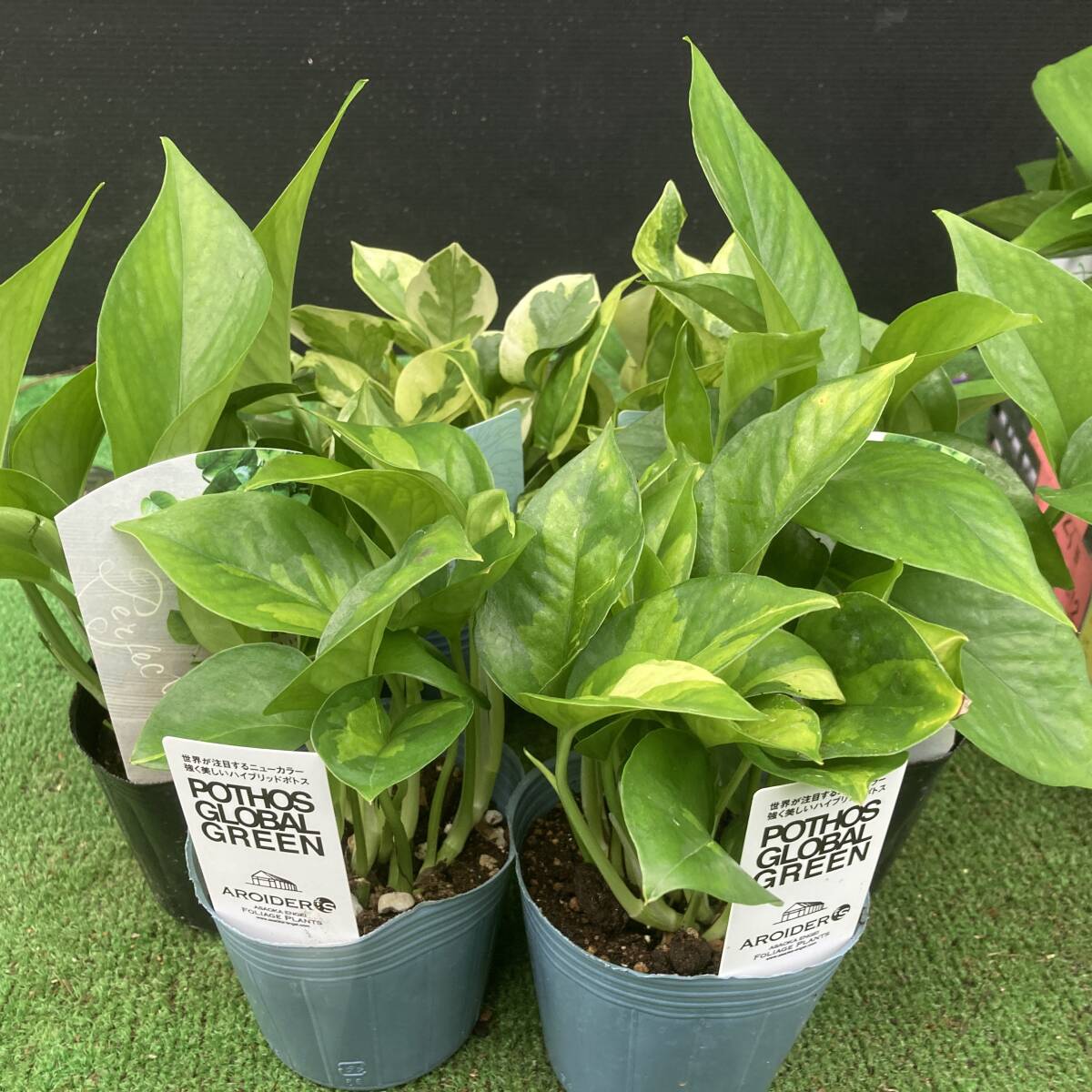 ★プレミアムポトス 数量3 パーフェクトグリーン&エメラルド&グローバル 各2ポット 計6ポットセット拍卖