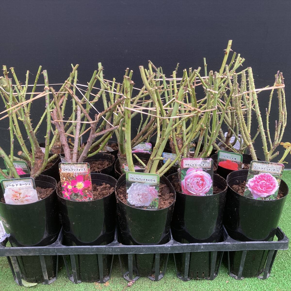 ★2025秋の新苗 バラ苗 オールドローズ(OLD)接木株 15種15株セット拍卖