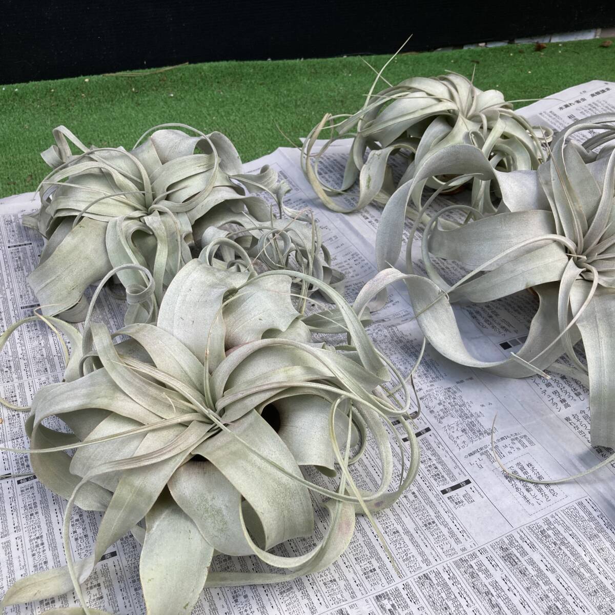 ★エアプランツ チランジア キセログラフィカ Mサイズ 4苗セット拍卖