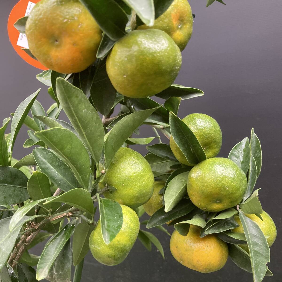 ★紀州みかん 苗木 たわわに実がついています 7号 h70cm拍卖