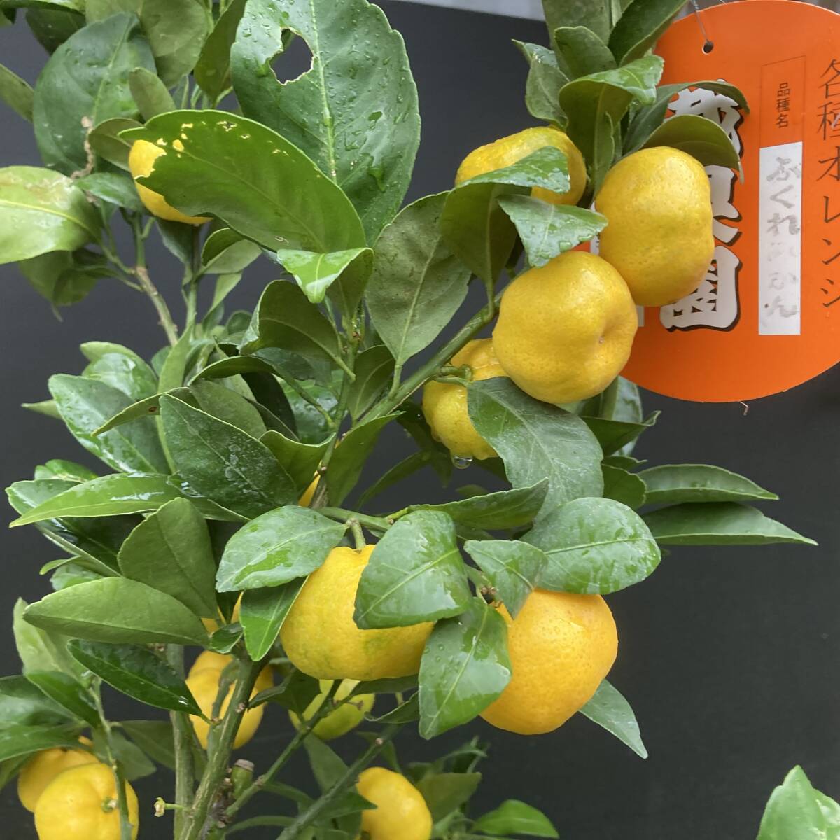 ★福が来る!福来みかん(ふくれみかん)たわわに実がついています 8号 h70cm拍卖