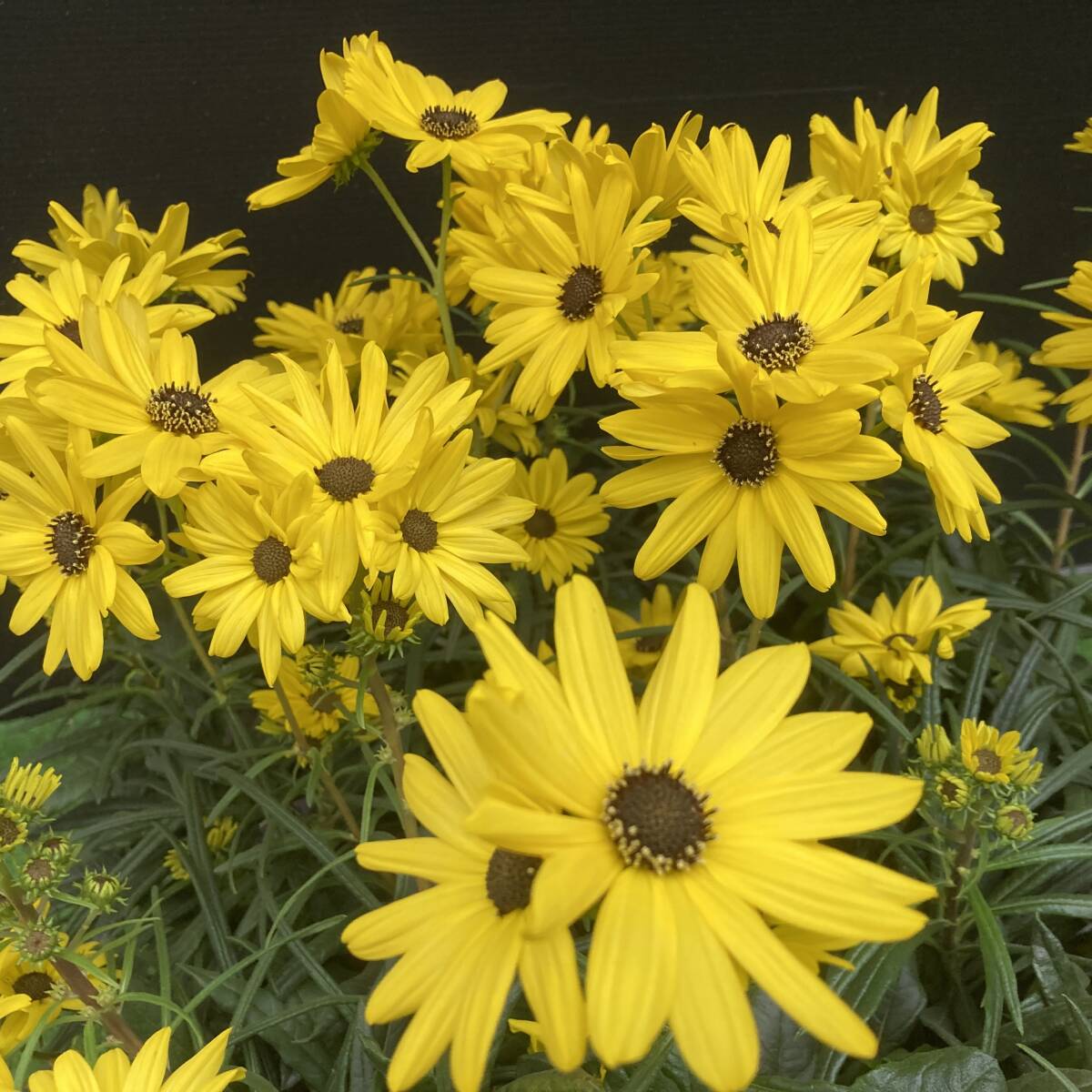 ★見ごろはこれから 数量2 毎年咲く 宿根ヒマワリ イエローサブマリン 4ポット拍卖