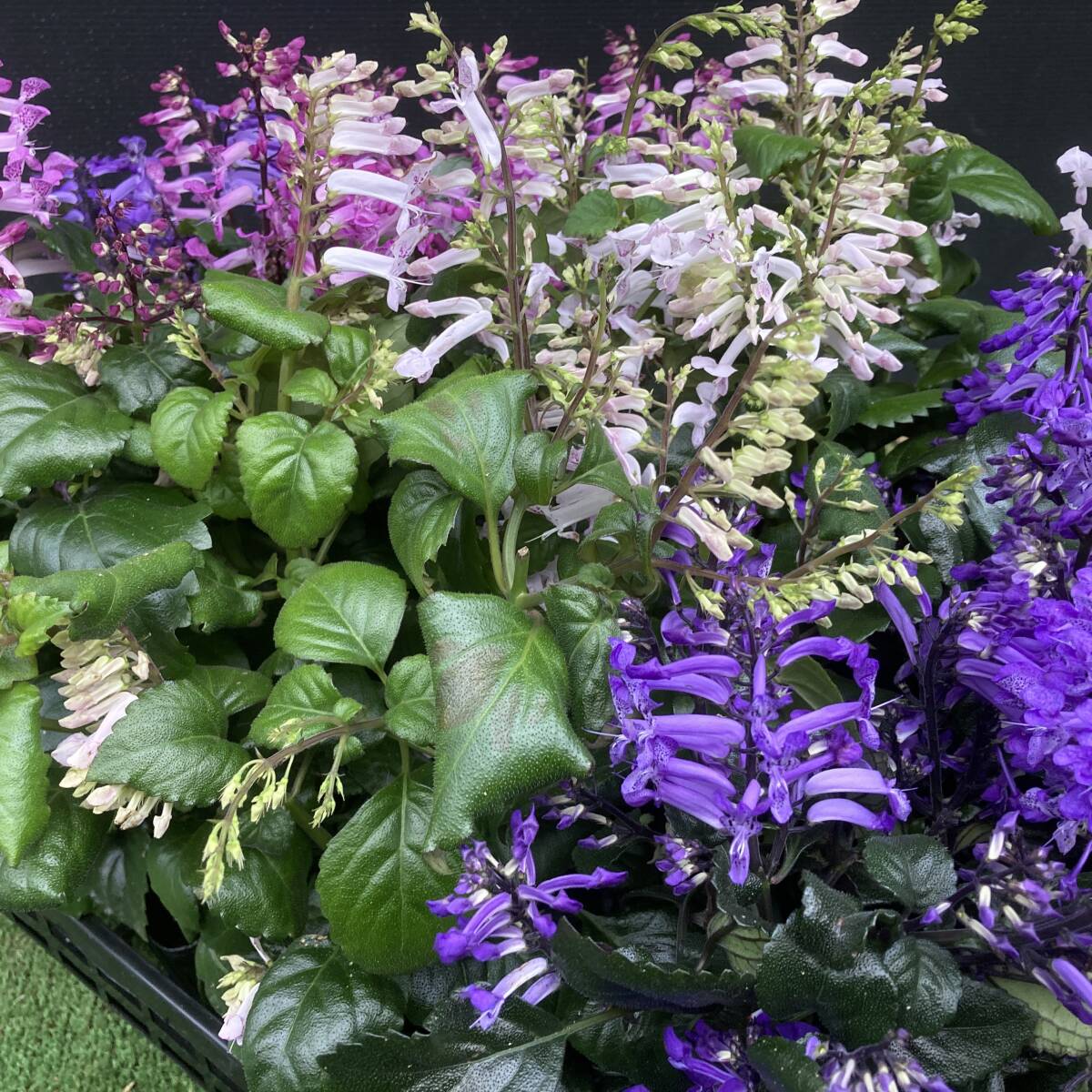 ★季節のガーデニング 数量5 プレクトランサス お任せミックス 4ポット拍卖