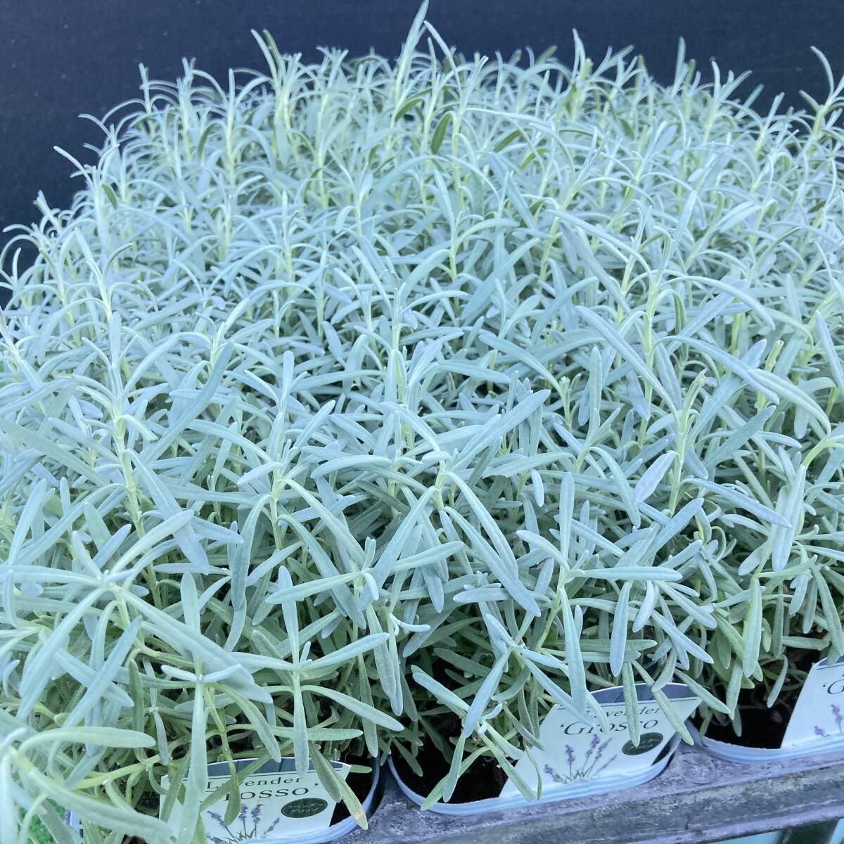 ★暑さ寒さに強く 大きく育てる  数量2 ラベンダー グロッソ 4ポット拍卖