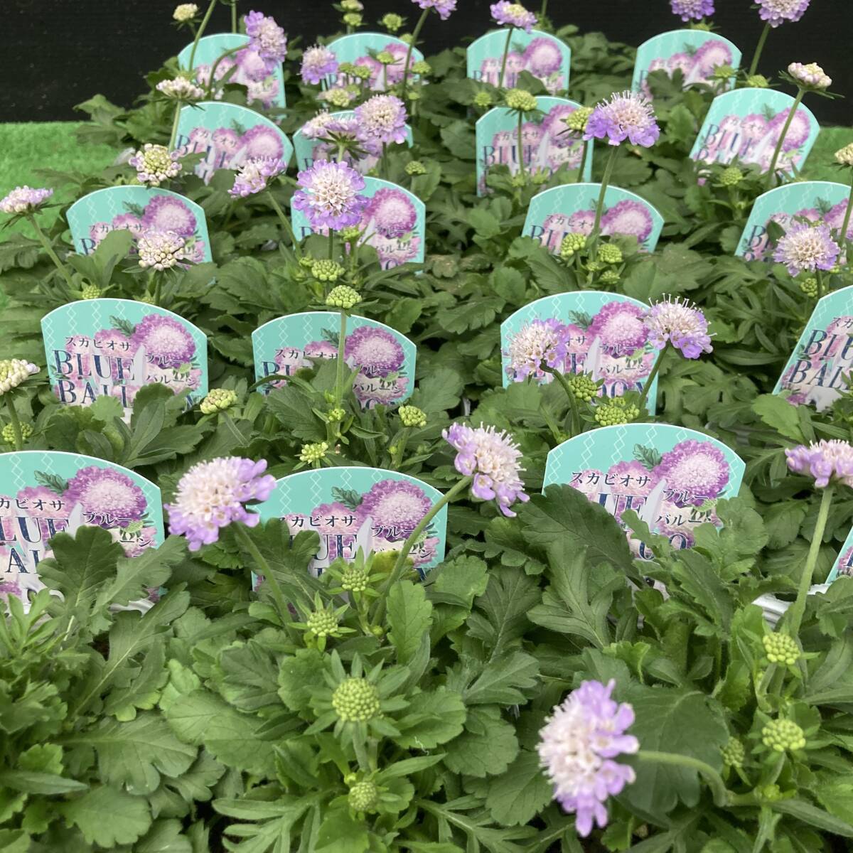 ★今季初出荷特別価格 数量3 スカビオサ ブルーバルーン 4ポット拍卖