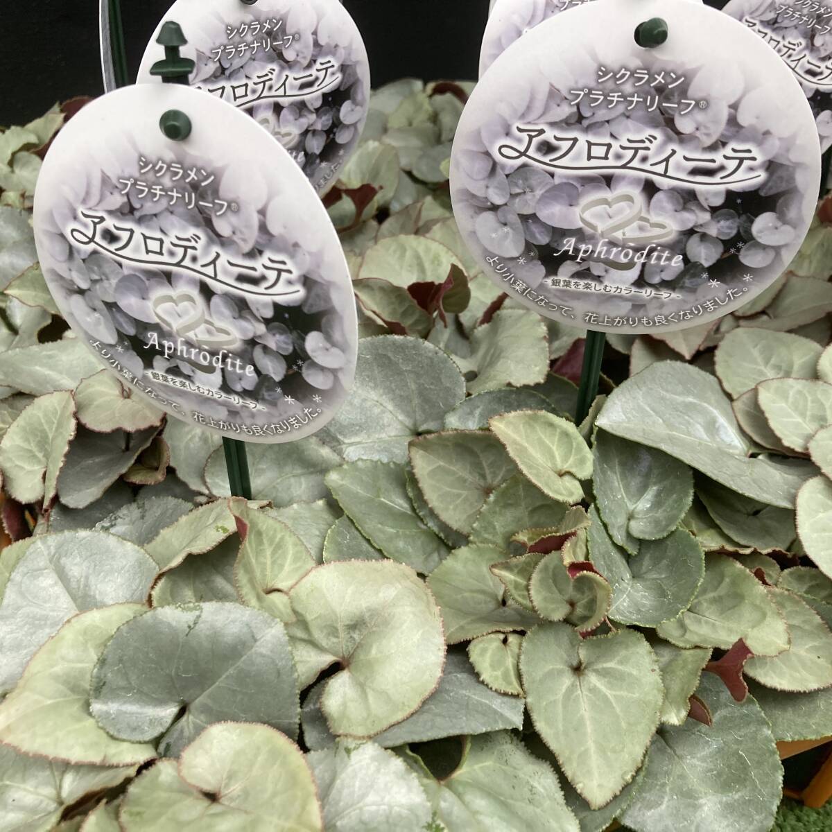 ★今季初出荷特別価格 数量3 シクラメン プラチナリーフ アフロディーテ 2ポット拍卖