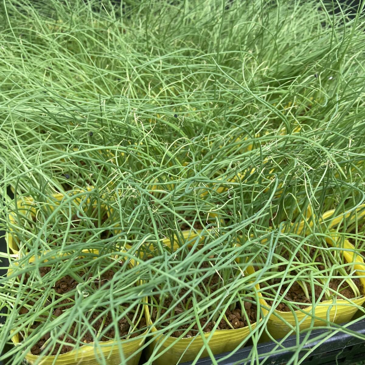 ★季節の家庭菜園 数量2  タマネギ 苗 ネオアース 10ポットセット拍卖