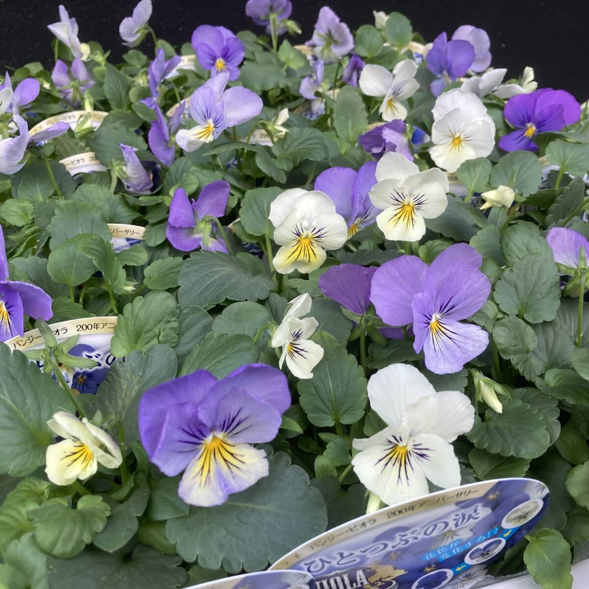 ★季節のガーデニング 数量6 ビオラ 一粒の涙 4ポット拍卖