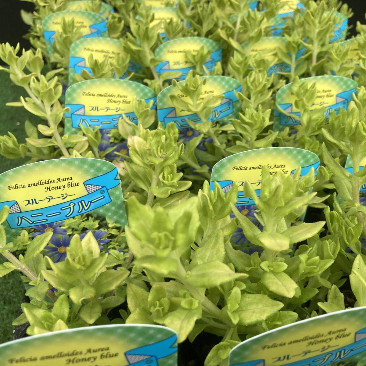 ★季節のガーデニング 数量2 貴重 ブルーデージー ハニーブルー 4ポット拍卖