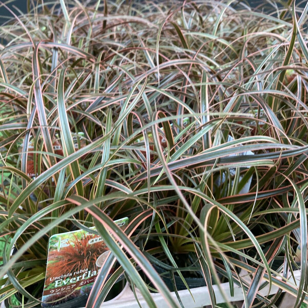 ★プレミアムリーフ ウンシニア エバーフレーム 4ポット拍卖