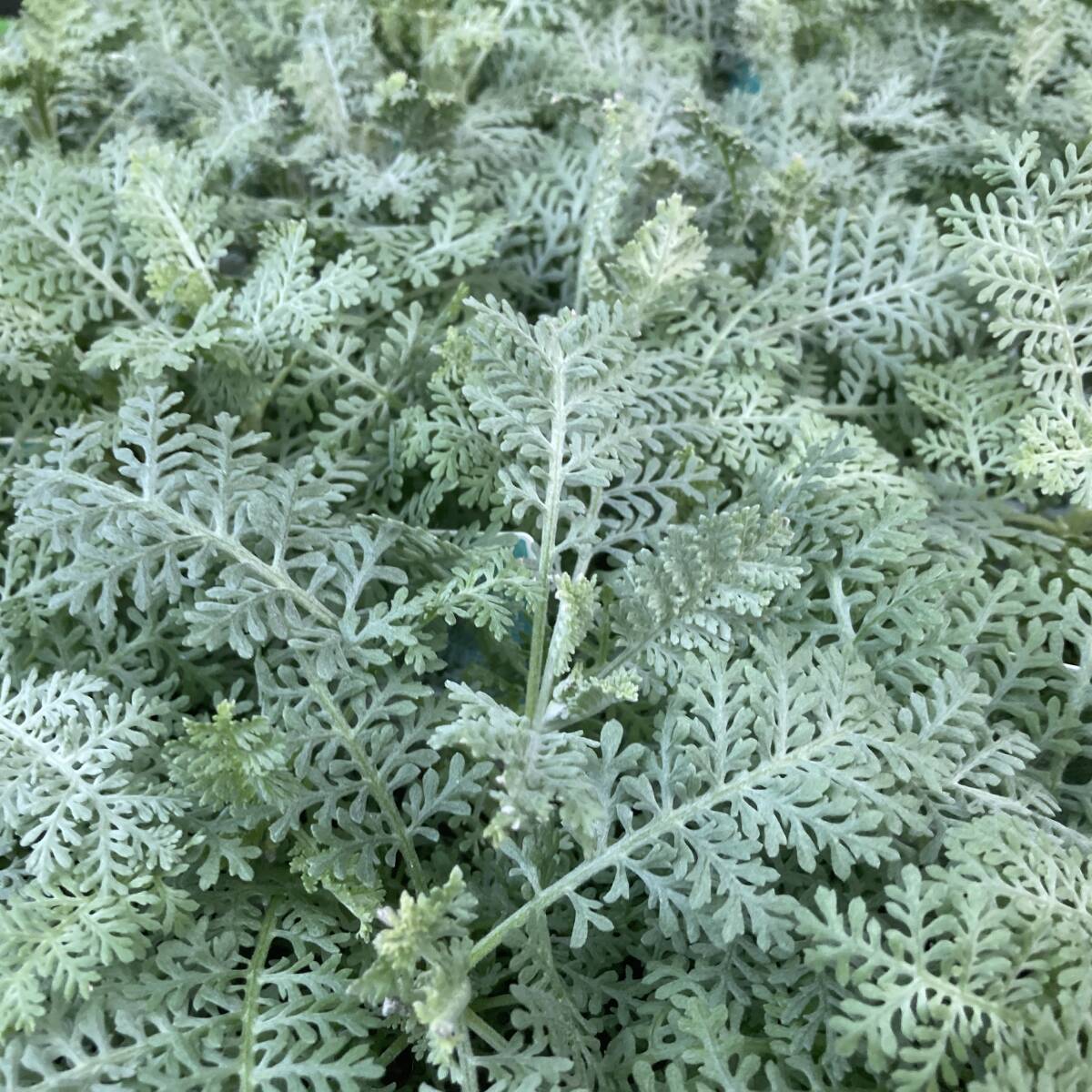 ★季節のガーデニング 数量6 レース模様が美しい シルバーレース 4ポット拍卖