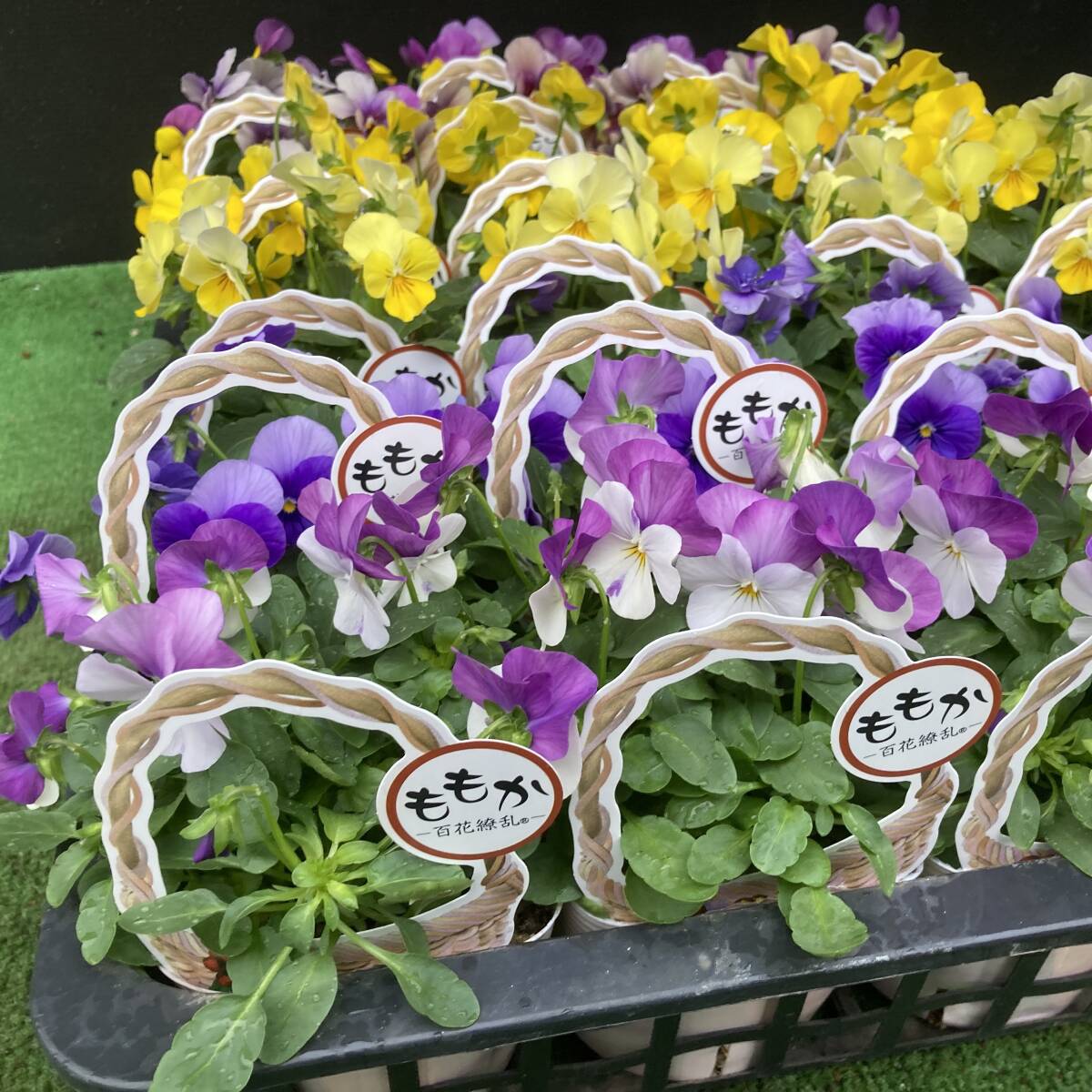 ★季節のガーデニング 数量2 ビオラ ももか ミックス 6ポット拍卖