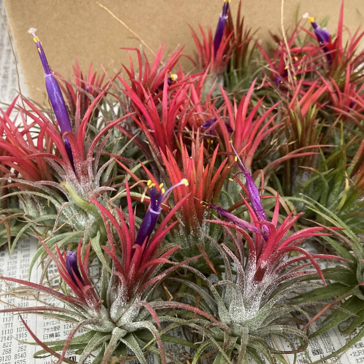 ★季節の色彩 チランジア イオナンタ 24株セット拍卖