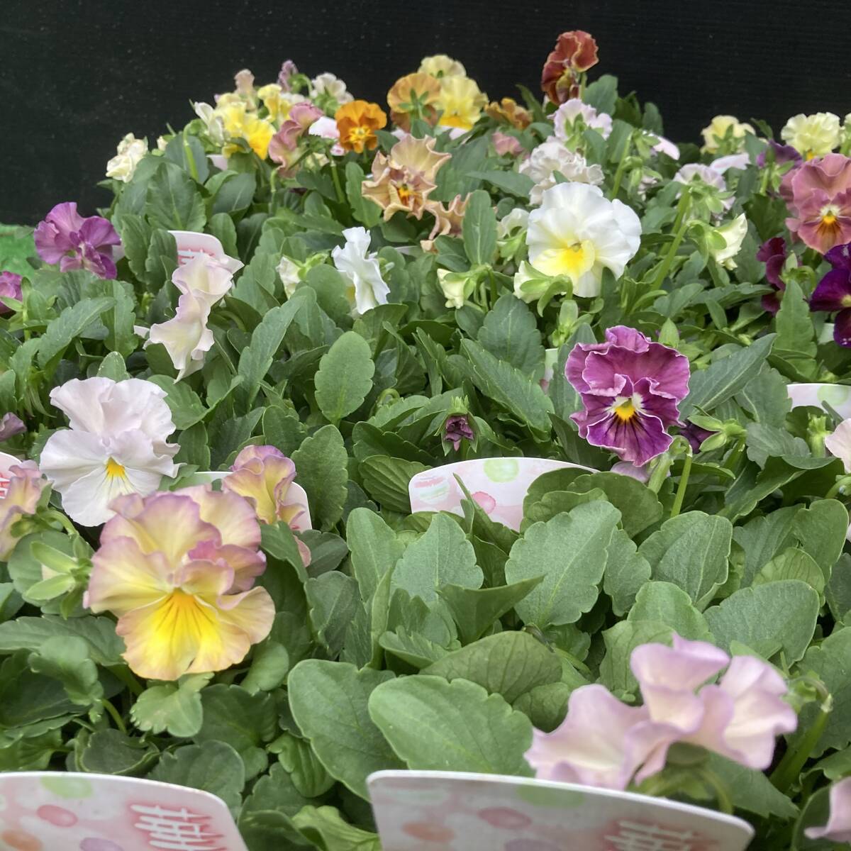 ★季節のガーデニング 数量5 花日和オリジナル フリンジ咲きビオラ お任せミックス 4ポット拍卖