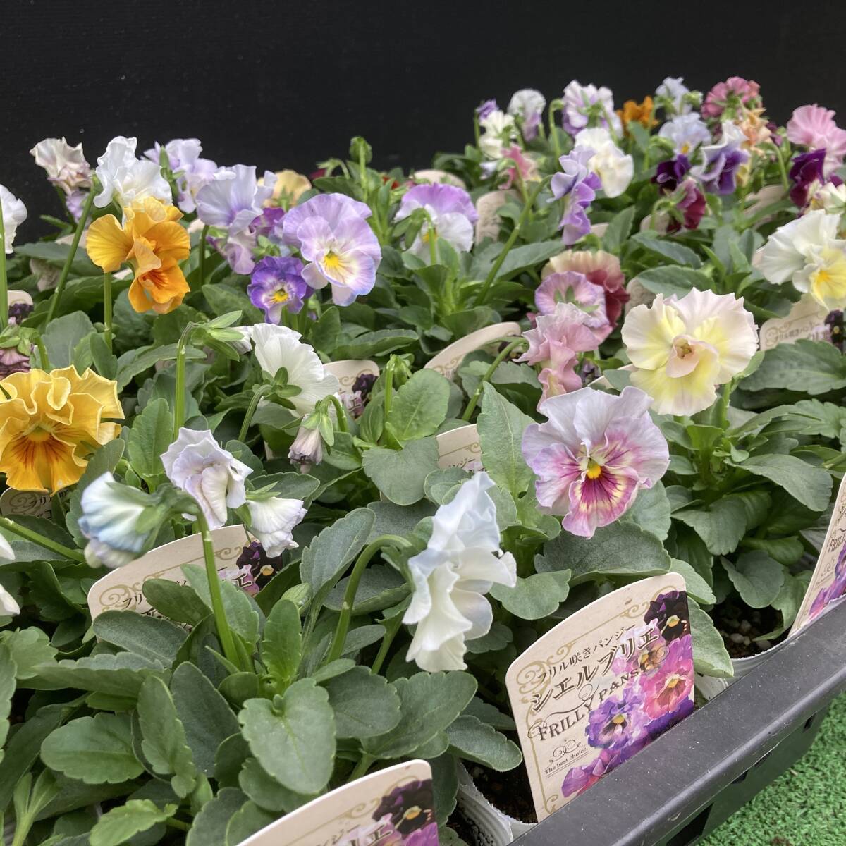 ★季節のガーデニング 数量5 フリル咲きパンジー シェリブリエ お任せミックス 4ポット拍卖