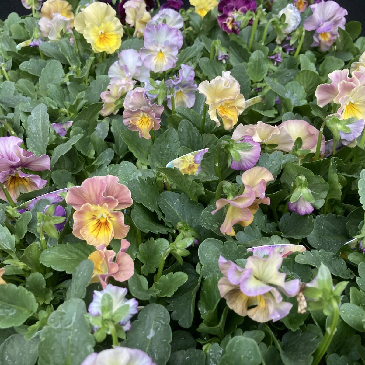 ★季節のガーデニング 数量4 花日和オリジナル フリル咲きビオラ イリスプリエール お任せミックス4ポット拍卖