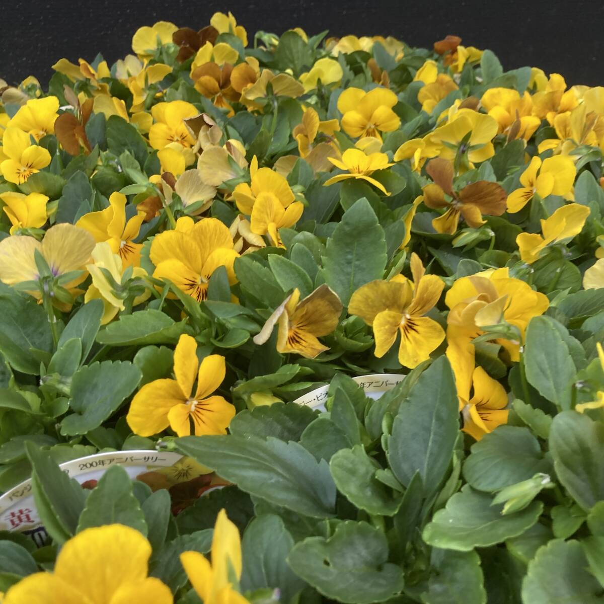 ★季節のガーデニング 数量5 ビオラ 黄金伝説 4ポット拍卖
