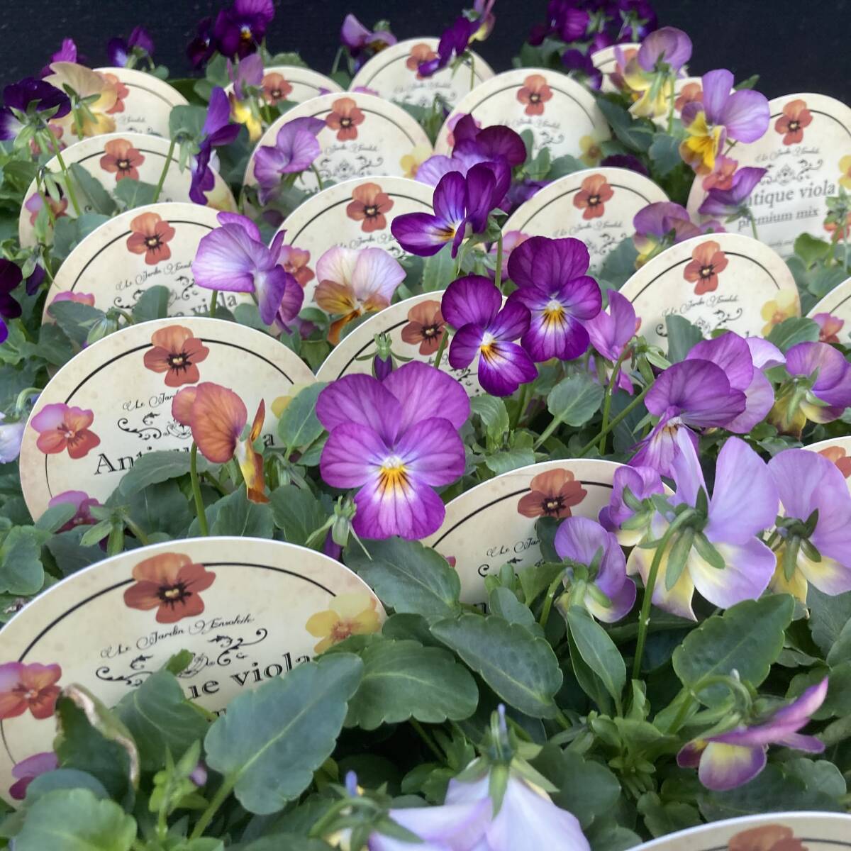 ★季節のガーデニング 数量5 アンティークビオラ お任せミックス 4ポット拍卖