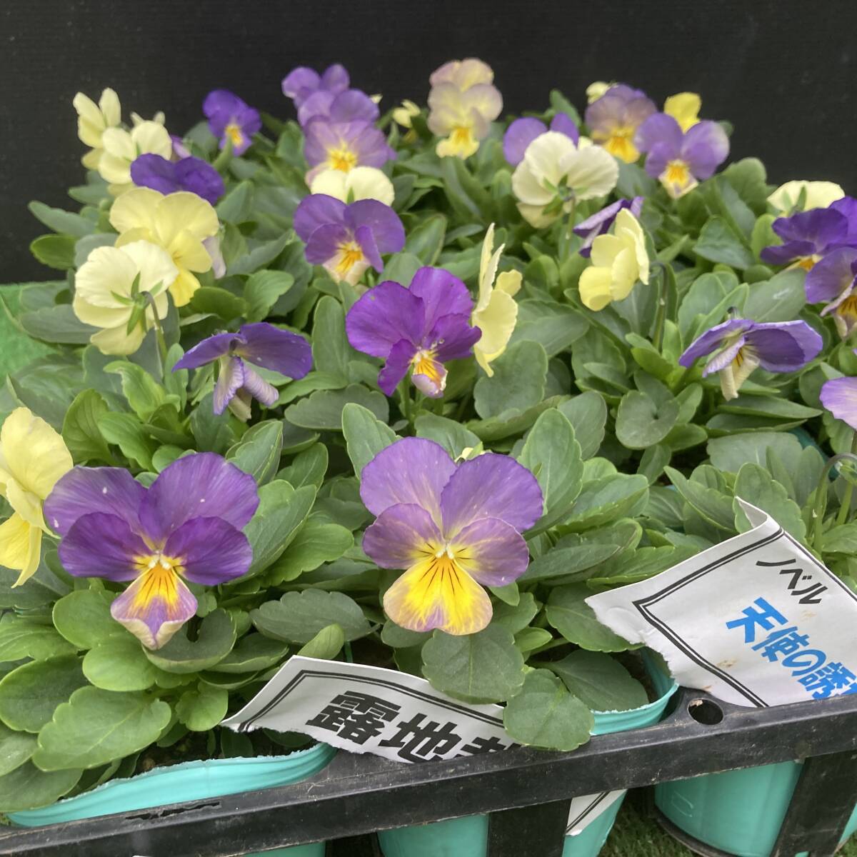 ★丈夫な露地栽培 数量4 ビオラ 天使の誘惑 4ポット拍卖