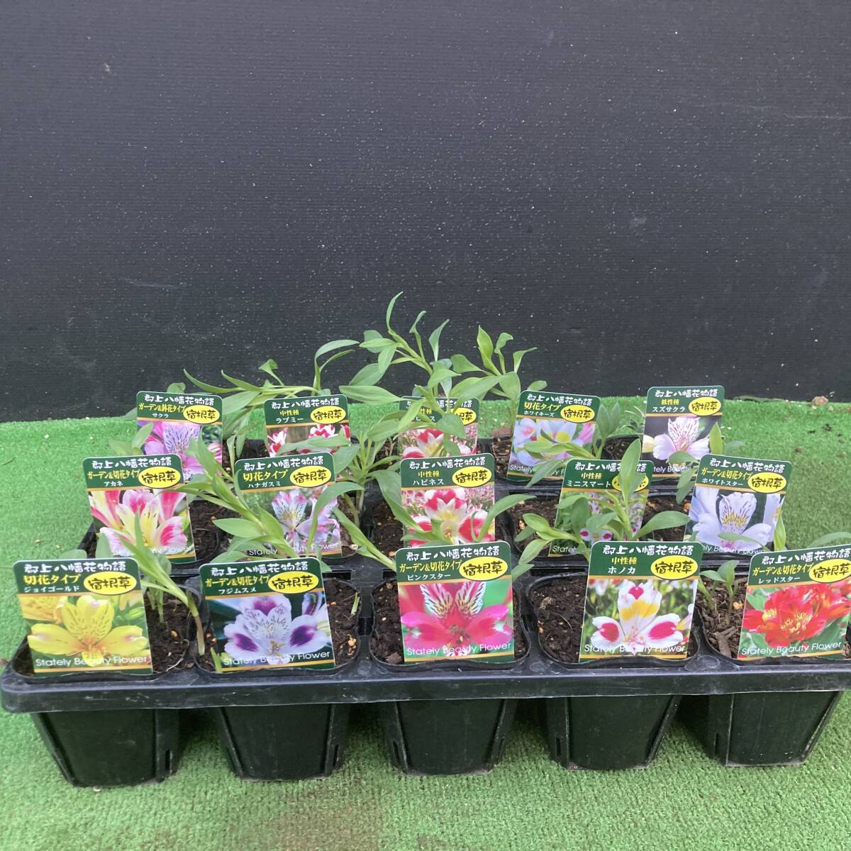 ★郡上八幡花物語 アルストロメリア ミックス 15ポットセット拍卖