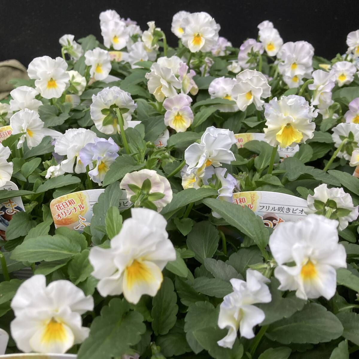 ★花日和オリジナル 数量6 フリル咲きビオラ ふわたま 4ポット拍卖