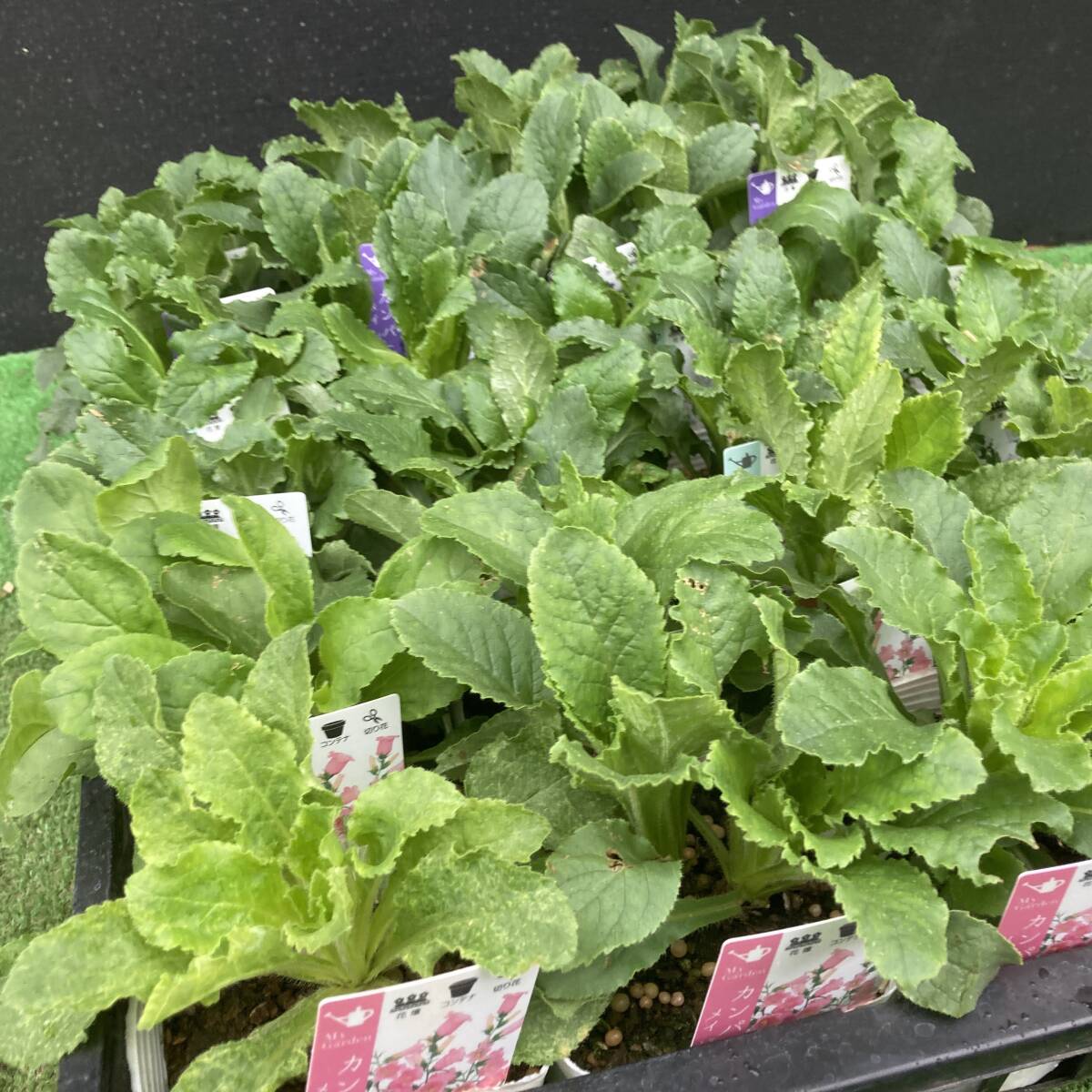 ★季節のガーデニング 数量4 カンパニュラ 3色 ミックス 6ポット拍卖