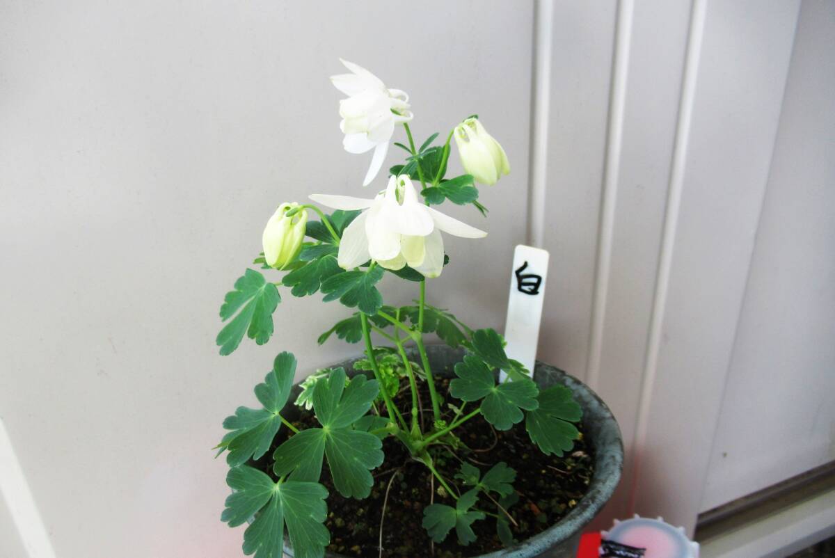 ★1ミヤマオダマキ種子★【白】 50粒+(2025年6月採取)拍卖