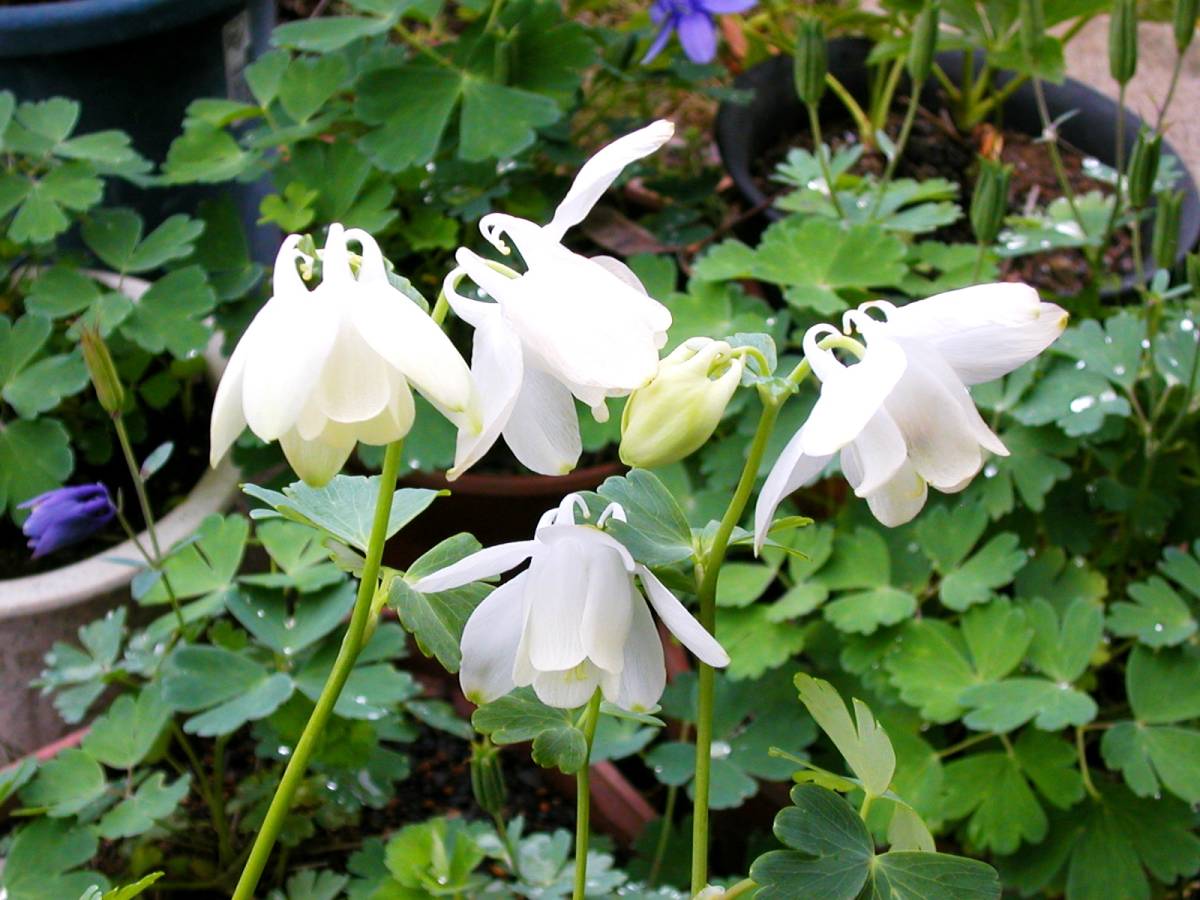 ①ミヤマオダマキ苗【白】 1株 (3~4年生株)拍卖