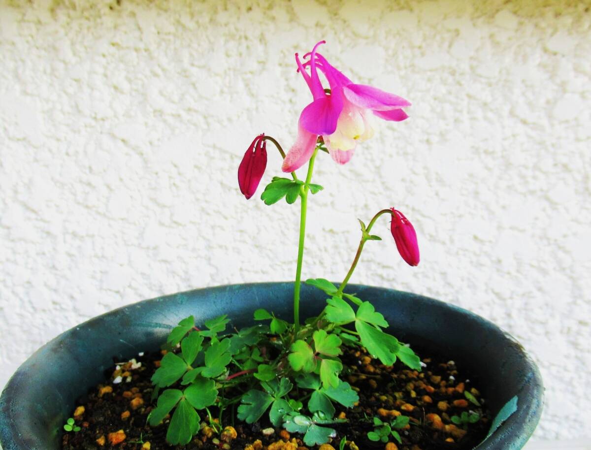 ⑥ミヤマオダマキ苗【紅】1株(2年~3年株)拍卖